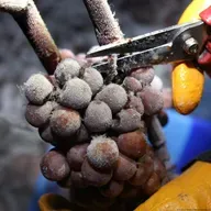 Eiswein – ein besonderer Tropfen