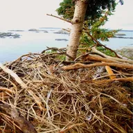 Kelp in the Eagles’ Nest