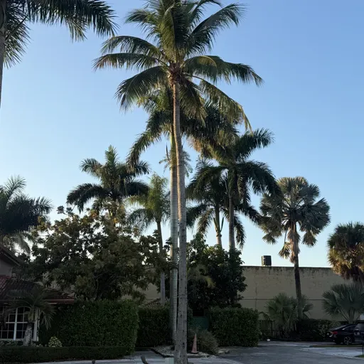 CORTO DE DÍAS (E1981).