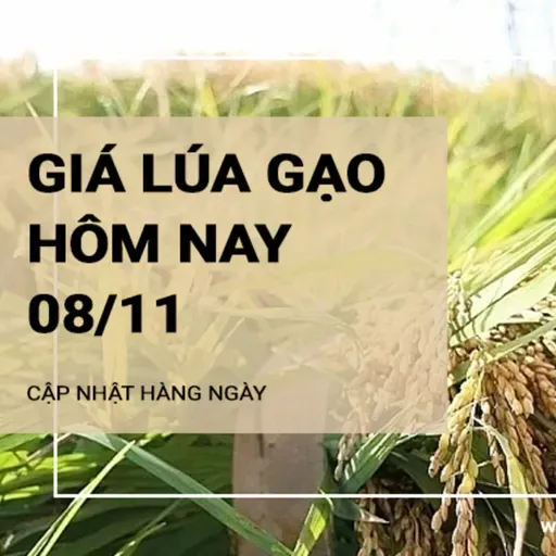 Giá lúa gạo hôm nay 8/11: Giá lúa tăng, giảm trái chiều 100 - 300 đồng/kg; giá gạo tăng 50-100 đồng/kg