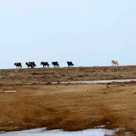 267 - Jeg er ingen hest...
