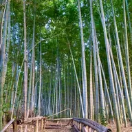 朝ラン8℃。美しい竹林公園とゴムみたいな焼肉と人生の新たなる目標とジジイのお返しトーク。#1720 from Radiotalk