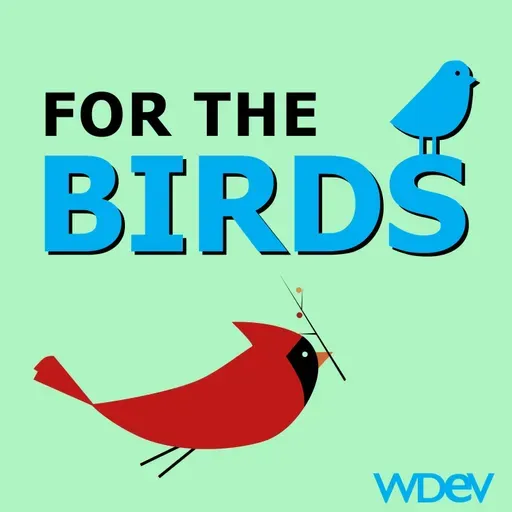 For The Birds 12/20/2025