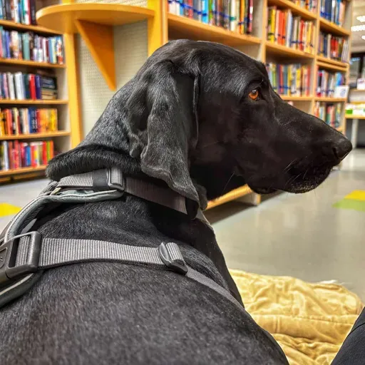 💫 👫 ... odnos psa do človekovega telesa 🤔