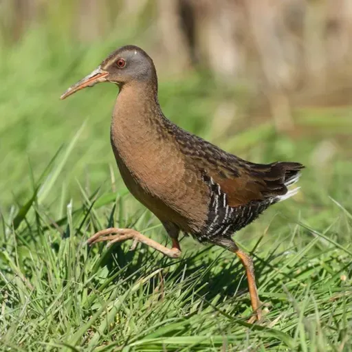 The Elusive Virginia Rail