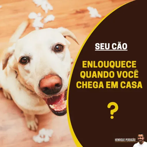 Seu cão enlouquece quando você chega em casa?
