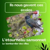Ils nous gavent ces écolos! L’étourneau sansonnet, le bombardier des villes