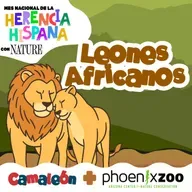 Leones africanos: poder, manada y cooperación 🦁🤝