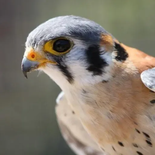 American Kestrel