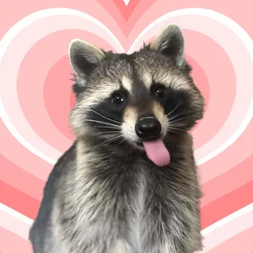 Thanks evolution, racoons are getting cuter