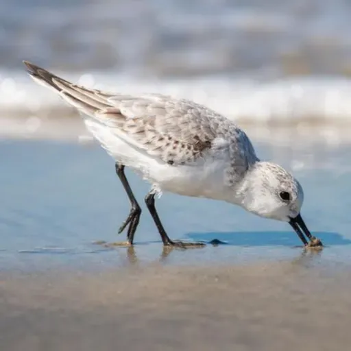 Dining with Sanderlings