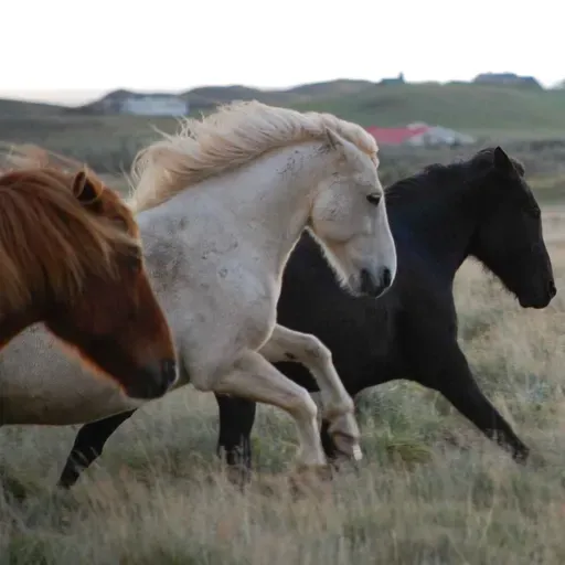 271 - Hvem vil vi være for hestene våre?