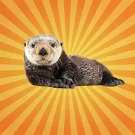 La loutre de mer bricole... en flottant !