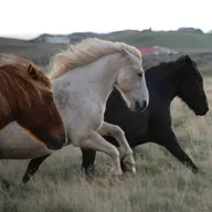 271 - Hvem vil vi være for hestene våre?
