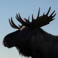 Elche in Polen - Rückkehr eines Schwergewichts