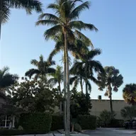 CORTO DE DÍAS (E1981).