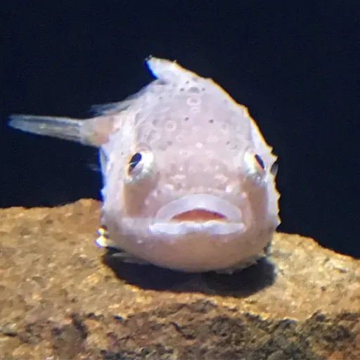 【お題で創作】(205)はるかな昔 from Radiotalk