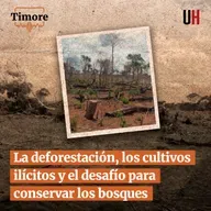 La deforestación, los cultivos ilícitos y el desafío para conservar los bosques