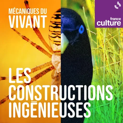 Mécaniques du vivant, saison 6 : Les constructions ingénieuses