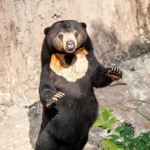 🧧馬年限定｜i動物進行式｜熊熊家族中最小隻的熊～一起來認識馬來熊！
