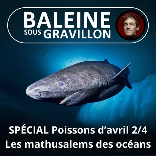 SPÉCIAL Poissons d'avril 2/4 : Les mathusalems des océans (Bill François)
