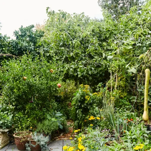 Blue Dot: Permaculture; A Permanent Culture for People and all the inhabitants of the Planet