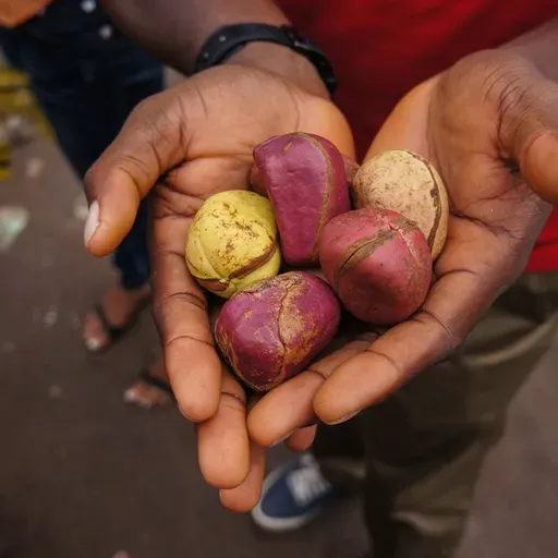 Noix de cola : un circuit économique dynamique entre Niamey et Dosso