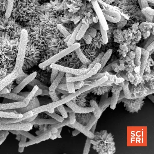 1127: The Humble Microbe Could Help Us Understand Life Itself