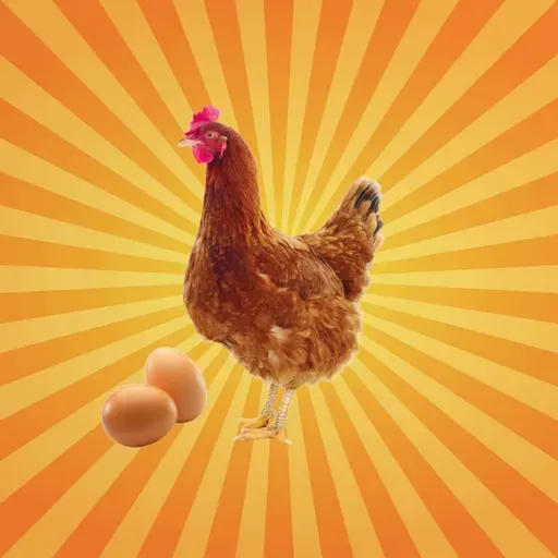 La poule, un oiseau raisonné, capable de compter !