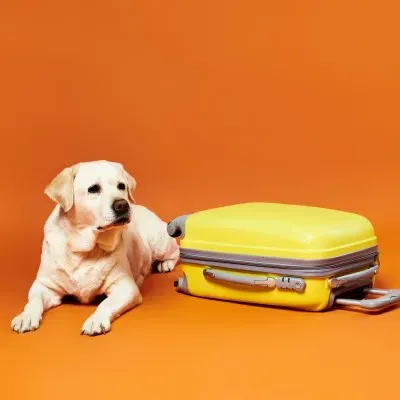 La bolsa de viaje de nuestra mascota