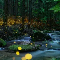 The Magic of Darkness: learning to love life in the night with author Leigh Ann Henion