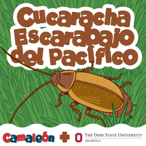 Cucaracha del Pacífico: la que queda embarazada