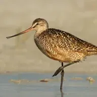 Marbled Godwits