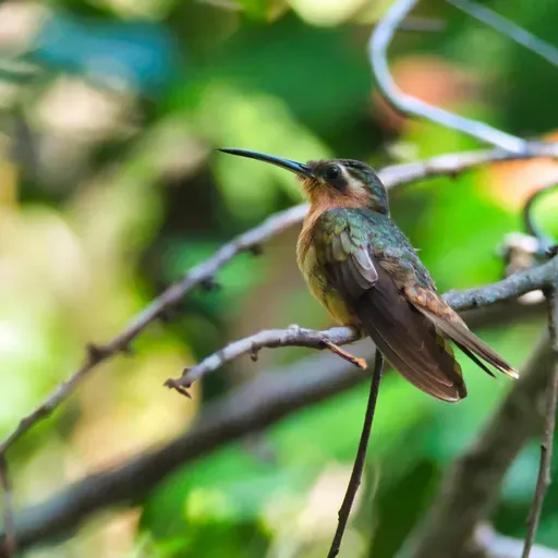 Programa Piloto Voz de los Andes 09-07-2024.mp3