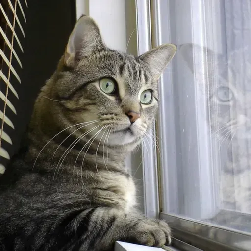 Giving Your Cat a Great Life Indoors