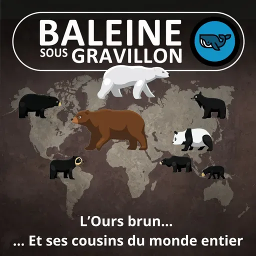 S07E153 L'Ours brun 1/6... et ses cousins du monde entier (Rémi Dupouy)