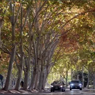 🌳 Mendoza debate una nueva ley para proteger sus árboles urbanos