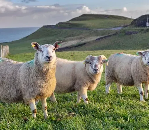 Tomás Ó hAlluráin, Bainisteoir Fhoireann na hÉireann ag Comórtas Bearradh Caorach an Domhain