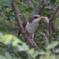 Cuckoos - Tent Caterpillar Birds