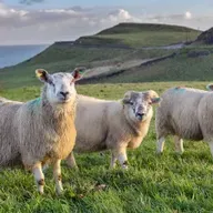 Tomás Ó hAlluráin, Bainisteoir Fhoireann na hÉireann ag Comórtas Bearradh Caorach an Domhain