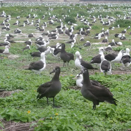 Albatrosses Saving Albatrosses