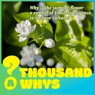 Why is the jasmine flower a symbol of timeless elegance in Chinese culture?