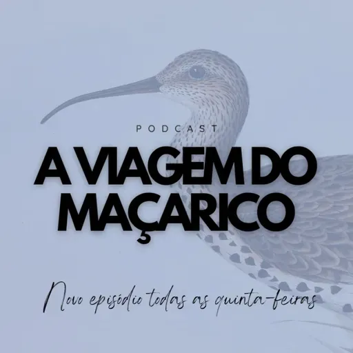 Ep. 126 | O maçarico-de-bico-fino, a inspiração deste podcast