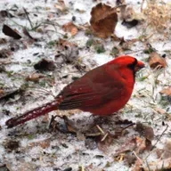 S1E16 - Clare Dattilo from Seven Islands State Birding Park