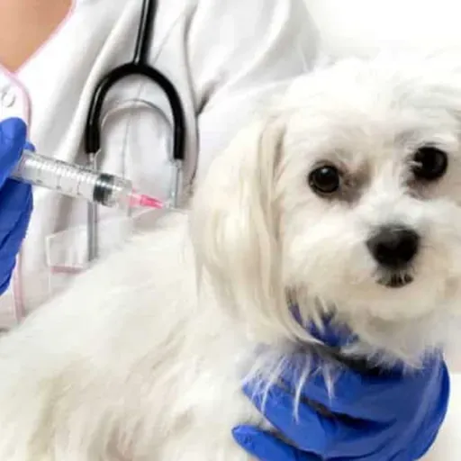 Protocolo de vacinação dos pets