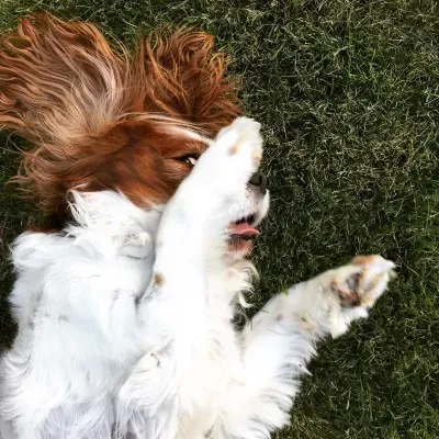 Alerta para mascotas: la procesionaria del pino, un riesgo silencioso