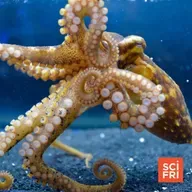 1117: Octopuses Use Suckers To ‘Taste’ Harmful Microbes