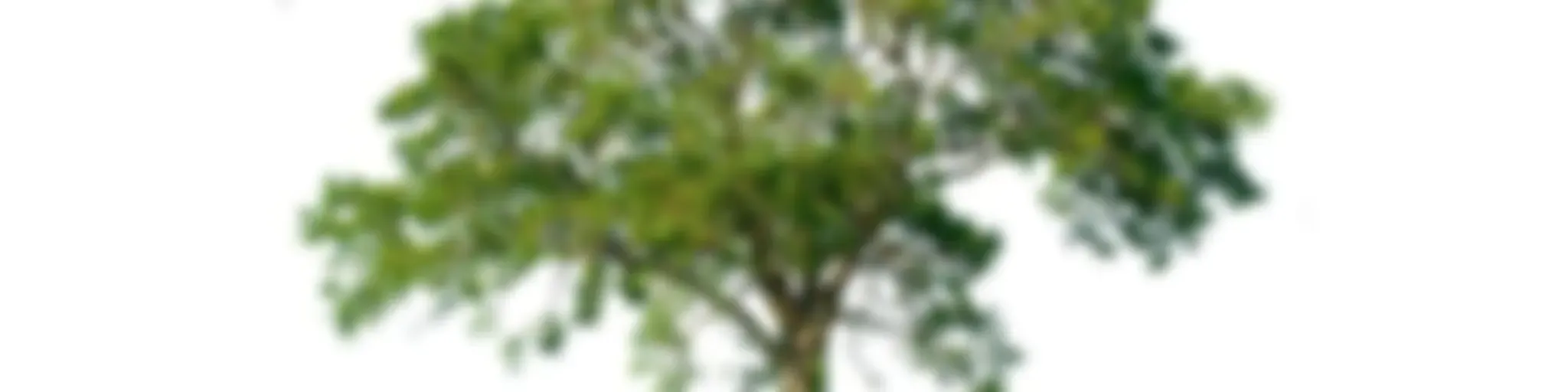 Biofilia