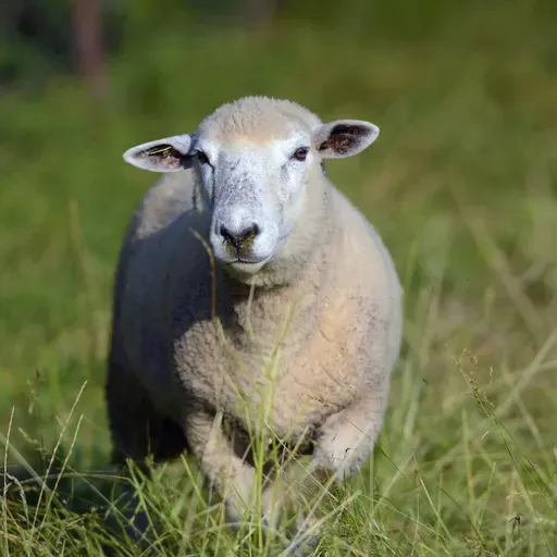 Die Tierdocs: Schaf riecht unangenehm
