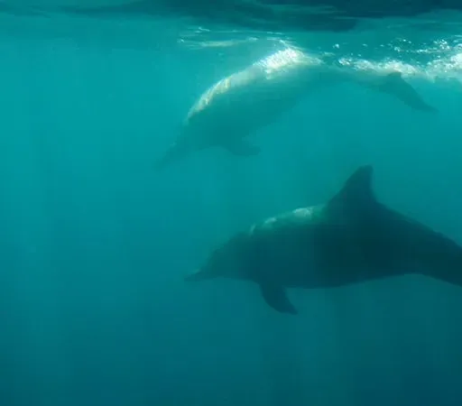 Cian Ó Nialáin, ón nGrúpa Míolta Móra agus Deilfeanna